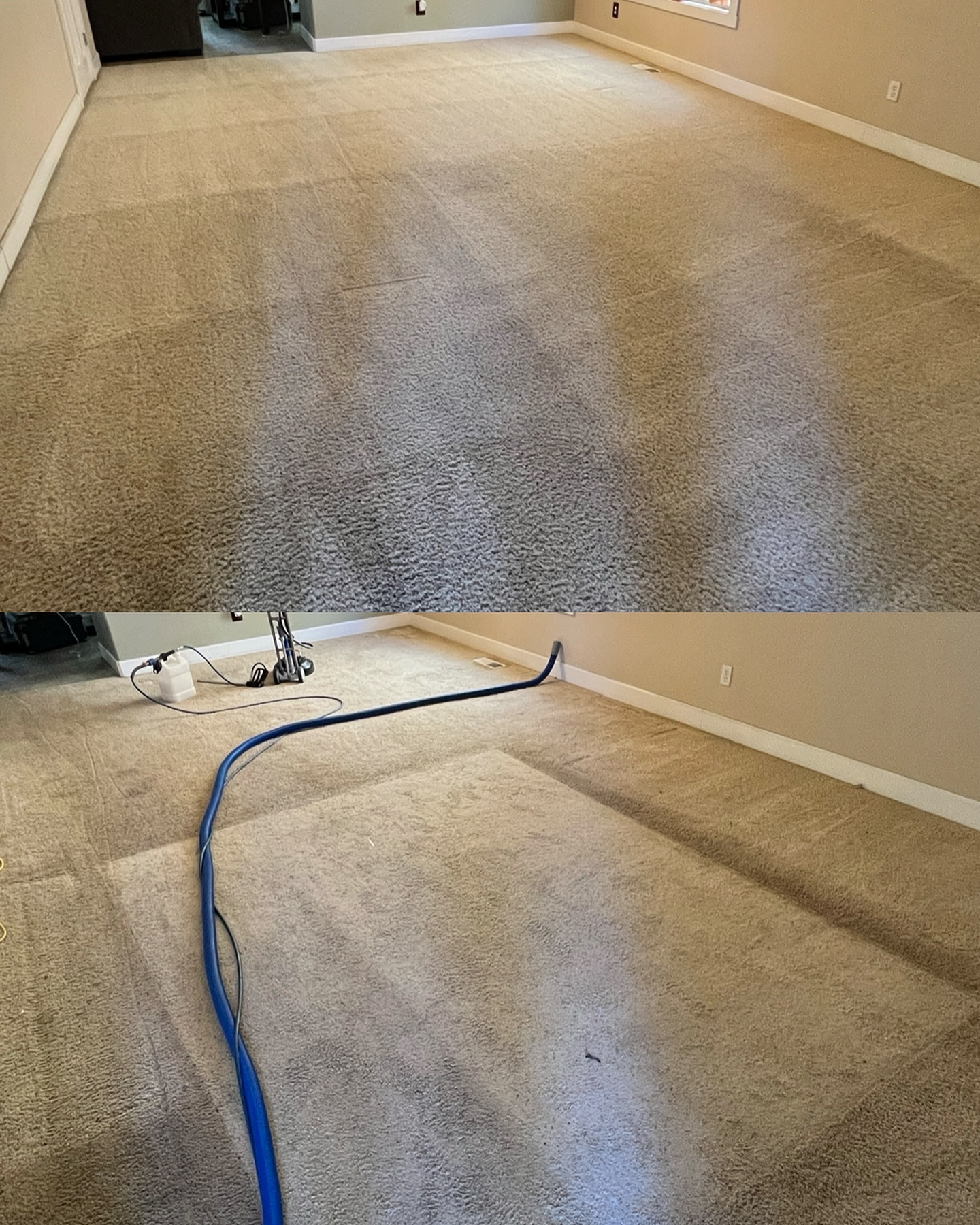 Residential carpet during truck-mounted extraction with blue hose visible